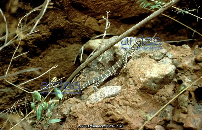 : Perentie / Goanna : Perentie / Goanna