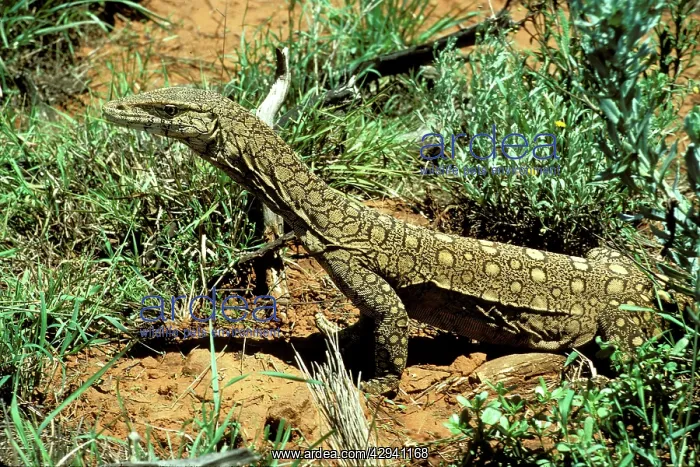 : Perentie / Goanna : Perentie / Goanna
