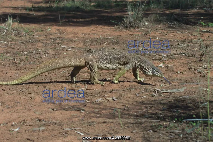  : Perentie Goanna  /  Perenty Monitor Lizard