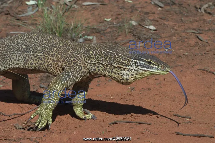 : Perentie Goanna / Perenty Monitor Lizard : Perentie Goanna / Perenty Monitor Lizard