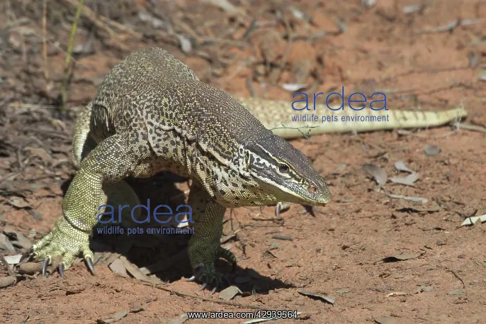 : Perentie Goanna / Perenty Monitor Lizard : Perentie Goanna / Perenty Monitor Lizard