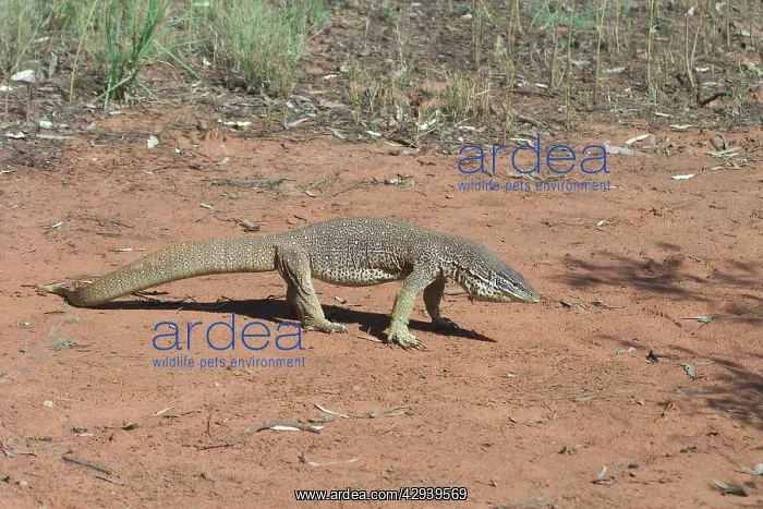 : Perentie Goanna / Perenty Monitor Lizard : Perentie Goanna / Perenty Monitor Lizard