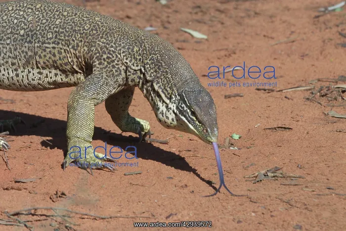 : Perentie Goanna / Perenty Monitor Lizard : Perentie Goanna / Perenty Monitor Lizard