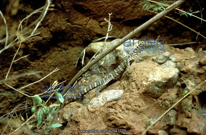 : Perentie (Goanna) (Varanus giganteus). Central : Perentie (Goanna) (Varanus giganteus). Central