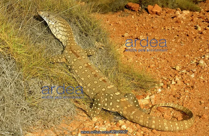: Perentie - half-erect among spinifex : Perentie - half-erect among spinifex