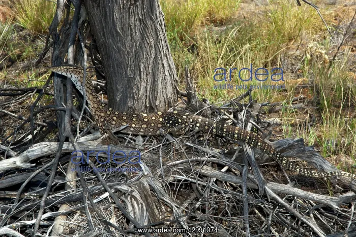 : Perentie - hunting in arid rocky area in Western MacDonnells : Perentie - hunting in arid rocky area in Western MacDonnells