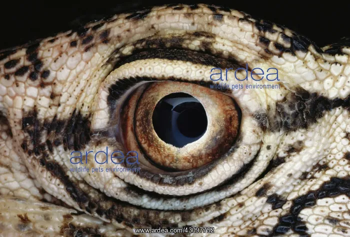 : Perentie (Lizard) Eye : Perentie (Lizard) Eye