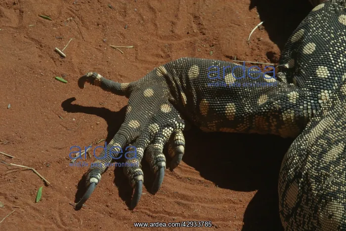 : Perentie Monitor Lizard / Goanna - Close up of foot : Perentie Monitor Lizard / Goanna - Close up of foot