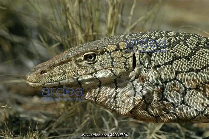 : Perentie Monitor Lizard / Goanna - head : Perentie Monitor Lizard / Goanna - head