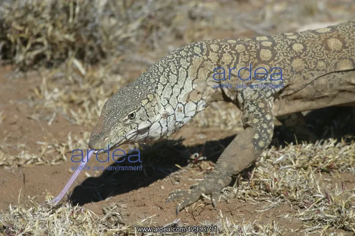  : Perentie Monitor Lizard  /  Goanna - Sticking tongue out