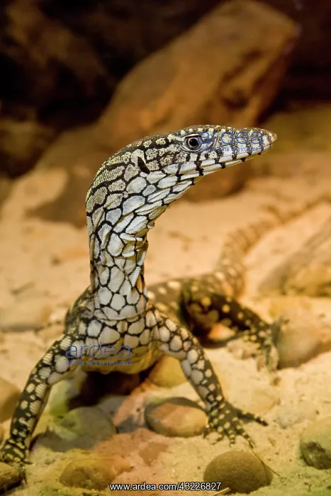 : Perentie Monitor, Varanus giganteus, Central : Perentie Monitor, Varanus giganteus, Central