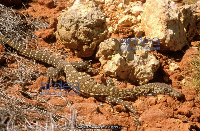 : Perentie - at rest on ground : Perentie - at rest on ground
