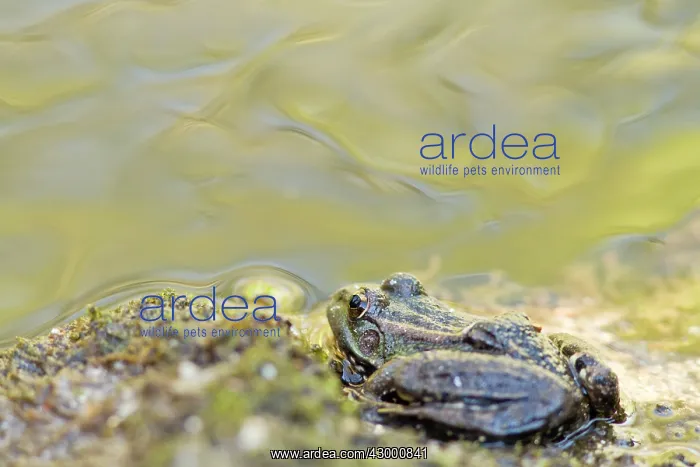 : Perez Frog - resting next to water : Perez Frog - resting next to water