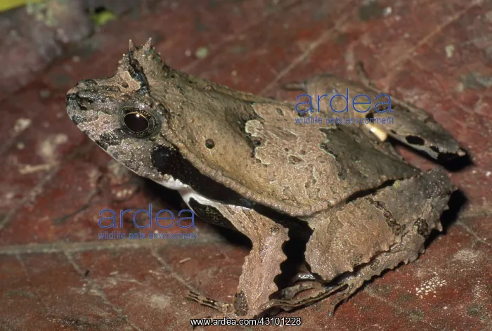  : Perez's Snouted Frog