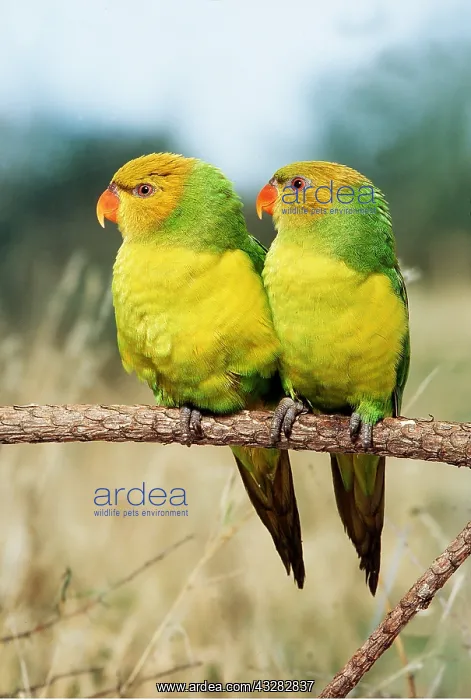 : PERFECT LORIKEETS - two, on perch : PERFECT LORIKEETS - two, on perch