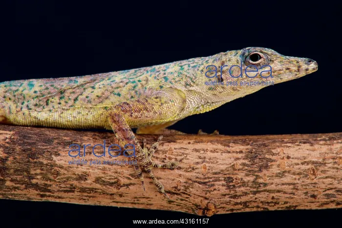 : The perfectly camouflaged Bronze anole (Anolis avenues) : The perfectly camouflaged Bronze anole (Anolis avenues)