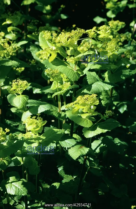: Perfoliate Alexanders : Perfoliate Alexanders