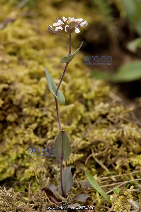 : Perfoliate / Cotswold penny-cress : Perfoliate / Cotswold penny-cress