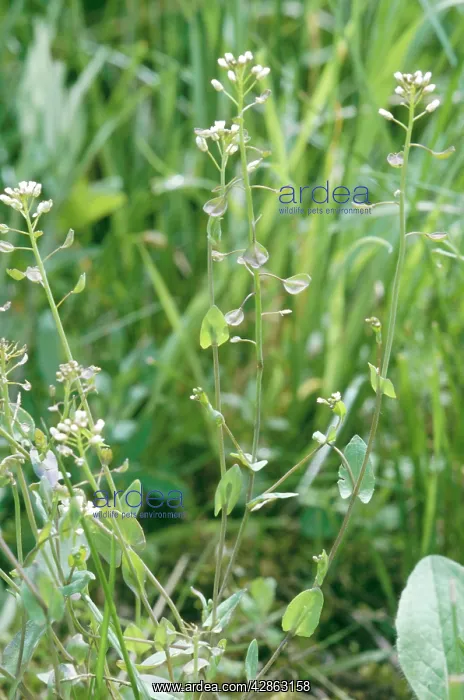 : Perfoliate / Cotswold Pennycress : Perfoliate / Cotswold Pennycress
