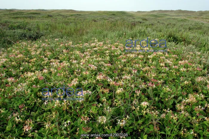 : Perfoliate Honey Suckle - in flower covering sand dunes : Perfoliate Honey Suckle - in flower covering sand dunes