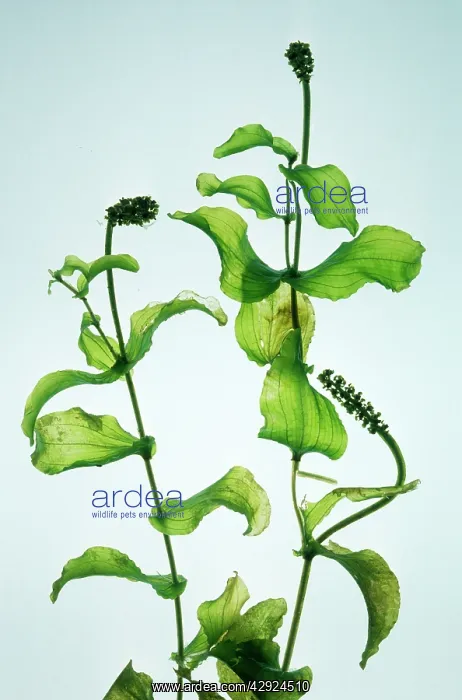 : PERFOLIATE PONDWEED : PERFOLIATE PONDWEED
