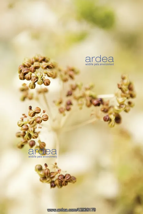 : PerfoliateAlexanders : PerfoliateAlexanders