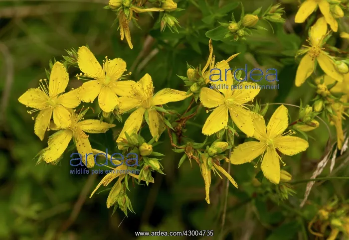 : Perforate St John's Wort : Perforate St John's Wort