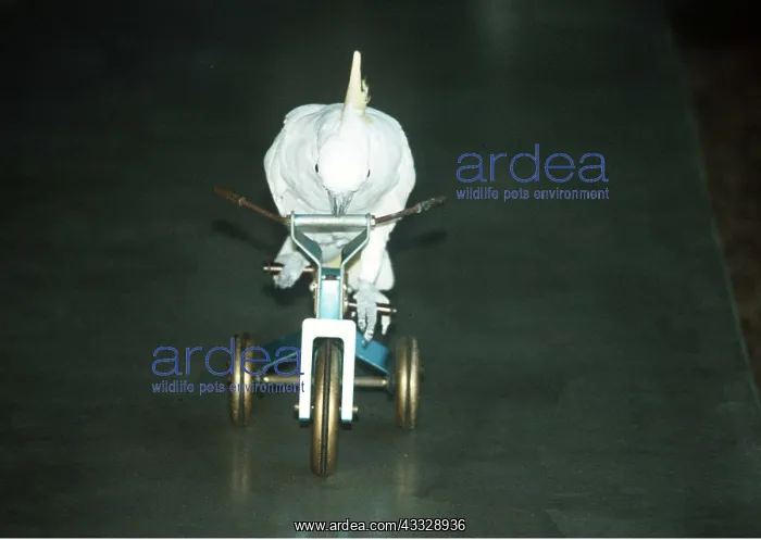 : Performing Cockatoo - riding tricycle : Performing Cockatoo - riding tricycle