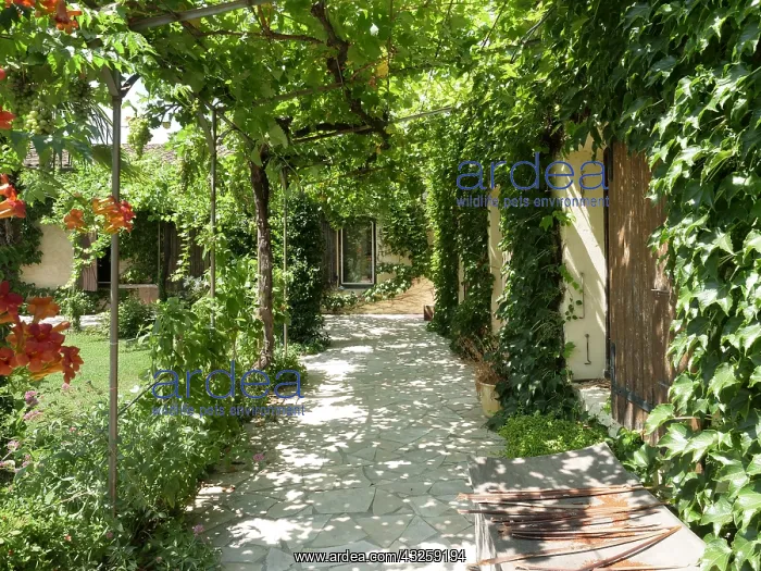  : Pergola in summer, Provence, France