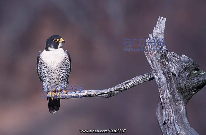 : PERGRINE FALCON - male on branch : PERGRINE FALCON - male on branch