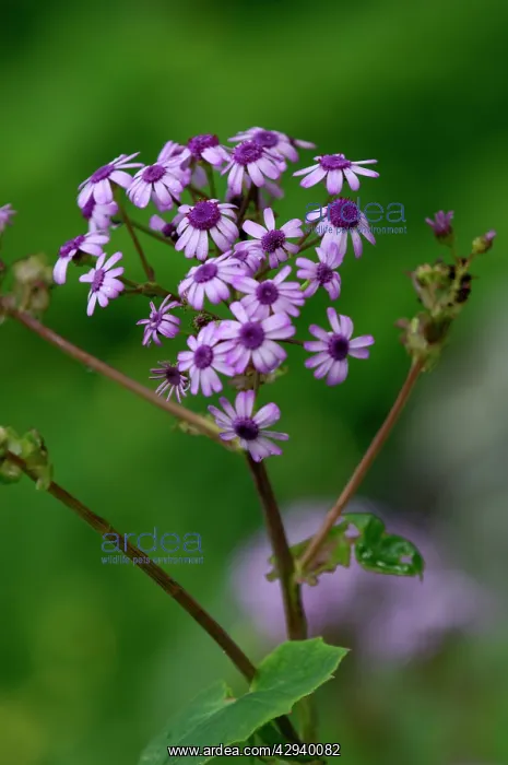 : Pericallis webbii - photographed in the wild : Pericallis webbii - photographed in the wild