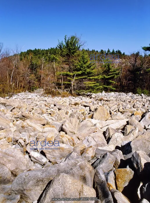 : Periglacial Boulder Field : Periglacial Boulder Field