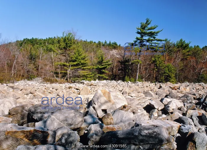 : Periglacial Boulder Field : Periglacial Boulder Field