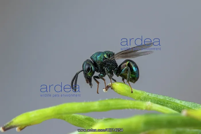 : Perilampid Wasp (Perilampus nitens), Soria, Spain : Perilampid Wasp (Perilampus nitens), Soria, Spain