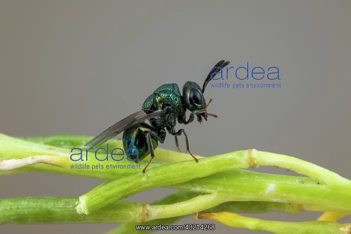  : Perilampid Wasp (Perilampus nitens), Soria, Spain
