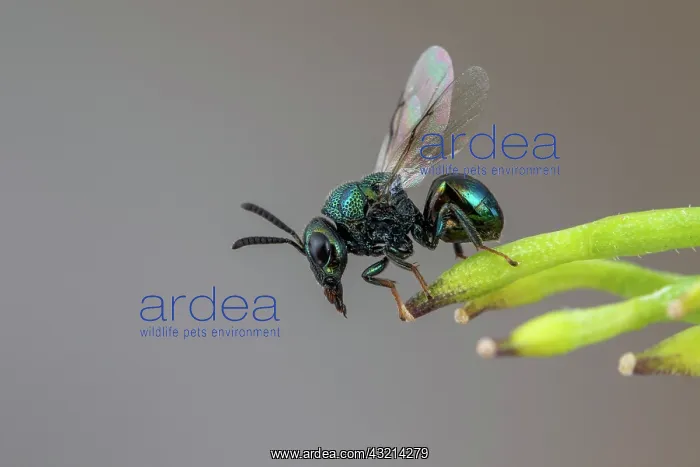 : Perilampid Wasp (Perilampus nitens), Soria, Spain : Perilampid Wasp (Perilampus nitens), Soria, Spain