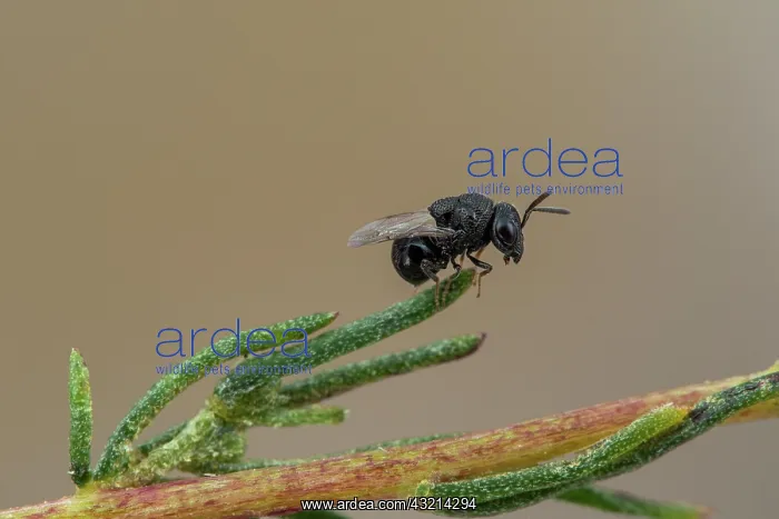 : Perilampid Wasp (Perilampus tristis), Soria, Spain : Perilampid Wasp (Perilampus tristis), Soria, Spain