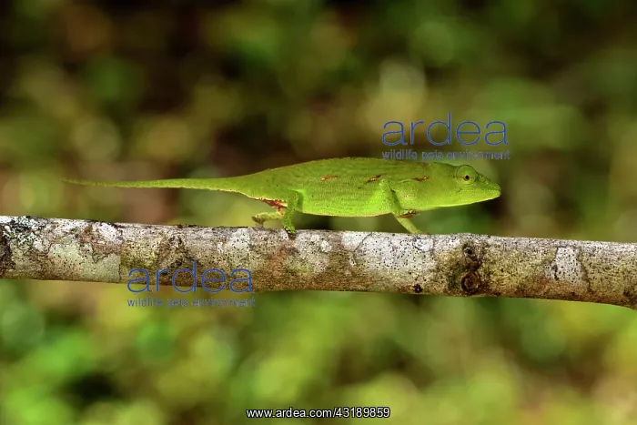 : Perinet chameleon (Calumma gastrotaenia) female : Perinet chameleon (Calumma gastrotaenia) female