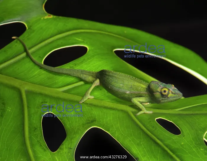 : Perinet chameleon (Calumma gastrotaenia), male on : Perinet chameleon (Calumma gastrotaenia), male on