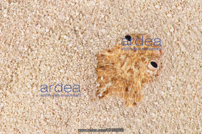 : Peringueyi's adder (Bitis peringueyi) in sand : Peringueyi's adder (Bitis peringueyi) in sand