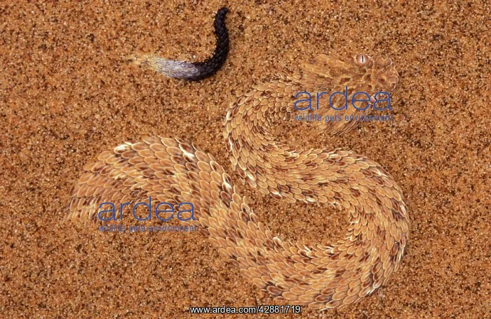 : PERINGUEYIS DESERT ADDER - hidden in sand, showing lure : PERINGUEYIS DESERT ADDER - hidden in sand, showing lure