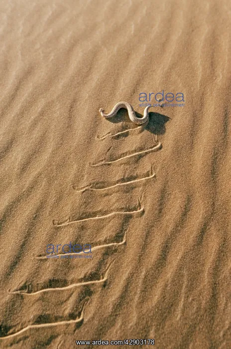 : PERINGUEYIS DESERT ADDER - sidewinding across sand : PERINGUEYIS DESERT ADDER - sidewinding across sand