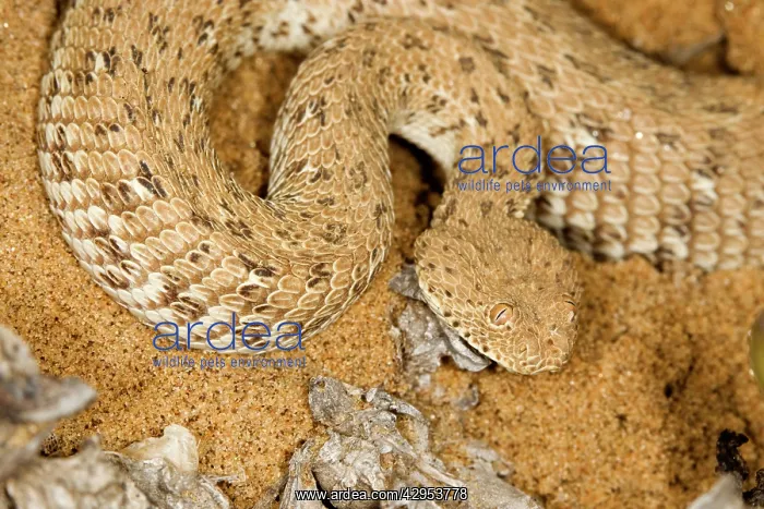 : Peringueys Adder : Peringueys Adder