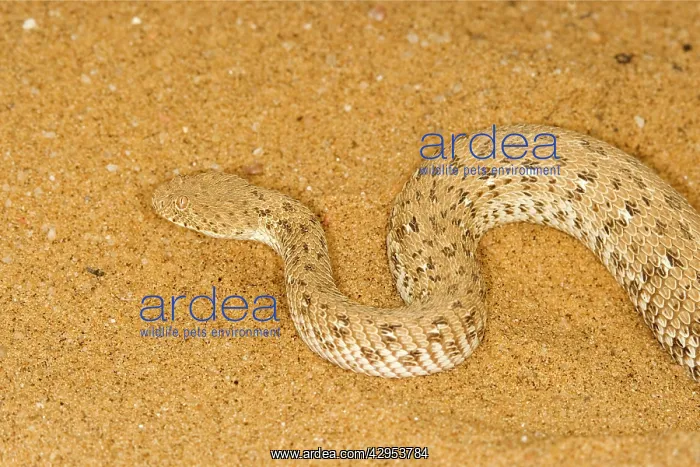 : Peringueys Adder : Peringueys Adder