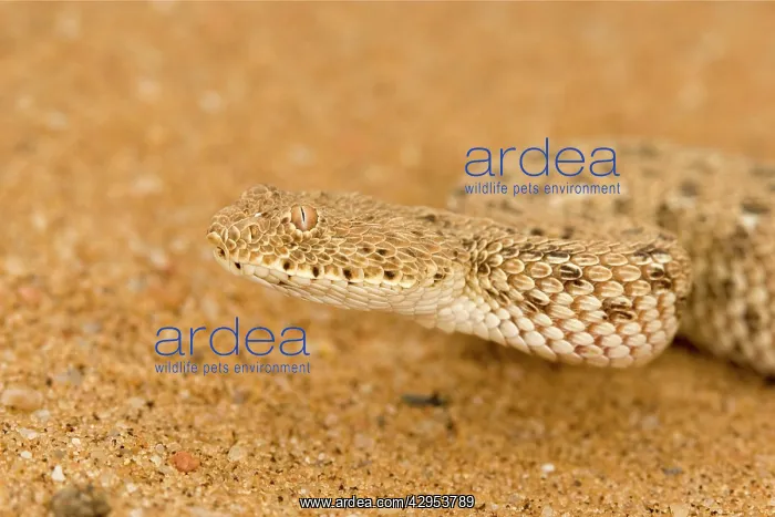 : Peringueys Adder : Peringueys Adder