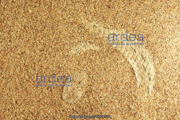 : Peringuey's Adder : Peringuey's Adder