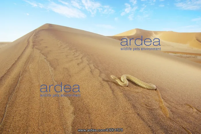 : Peringuey's Adder : Peringuey's Adder