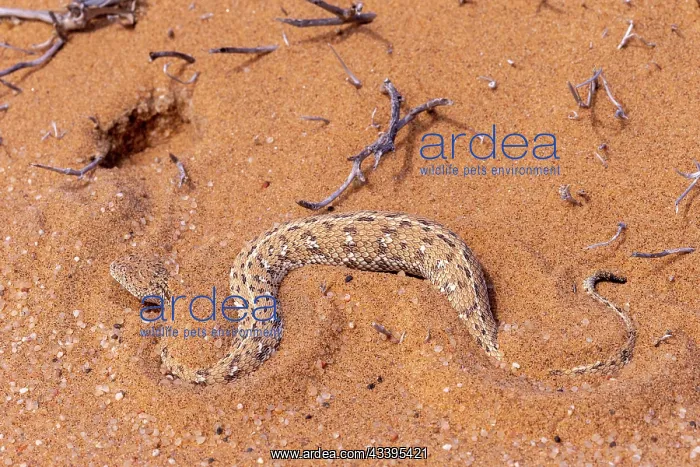 : PERINGUEY'S ADDER : PERINGUEY'S ADDER