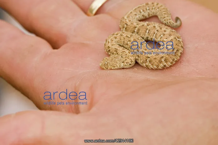 : Peringuey's Adder - Baby adder in a human hand : Peringuey's Adder - Baby adder in a human hand
