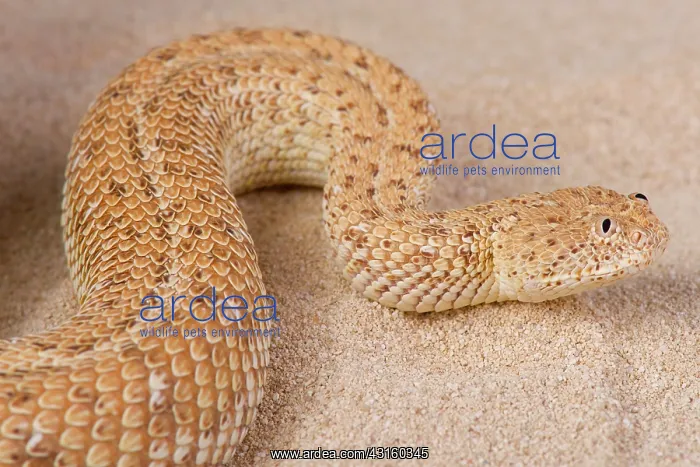 : Peringuey's adder (Bitis peringueyi) on sand : Peringuey's adder (Bitis peringueyi) on sand